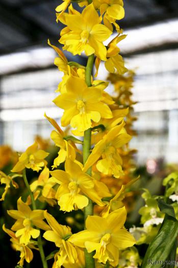 エビネ 蘭裕園 Ranyuen