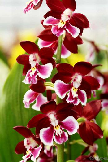 エビネ 蘭裕園 Ranyuen