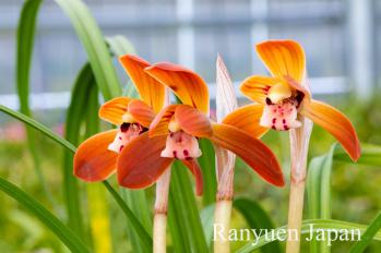 春蘭 蘭裕園 Ranyuen