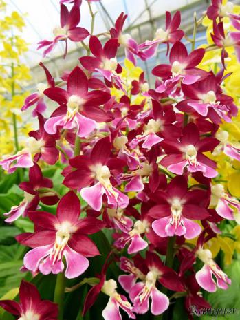 エビネ 蘭裕園 Ranyuen