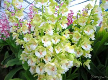 エビネ 蘭裕園 Ranyuen