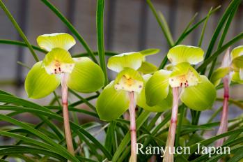 春蘭 蘭裕園 Ranyuen