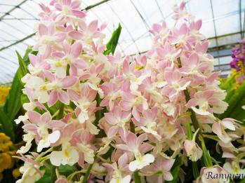 エビネ 蘭裕園 Ranyuen