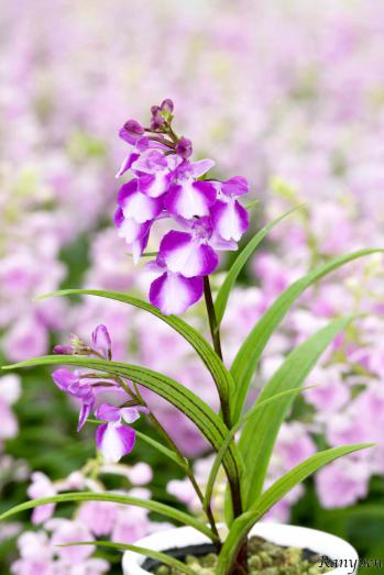 アワチドリ・夢ちどり 蘭裕園 Ranyuen