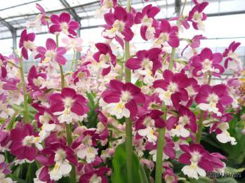 Calanthe Ranyuen