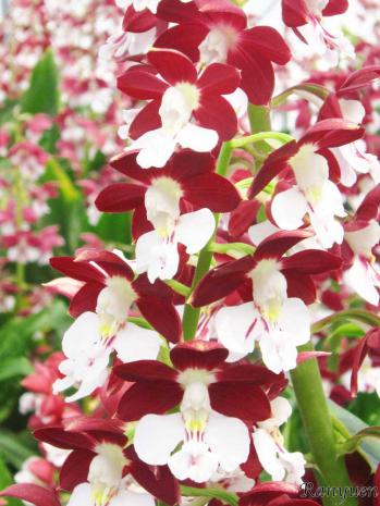 エビネ 蘭裕園 Ranyuen