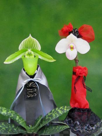 蘭裕園スタイル 蘭裕園 Ranyuen