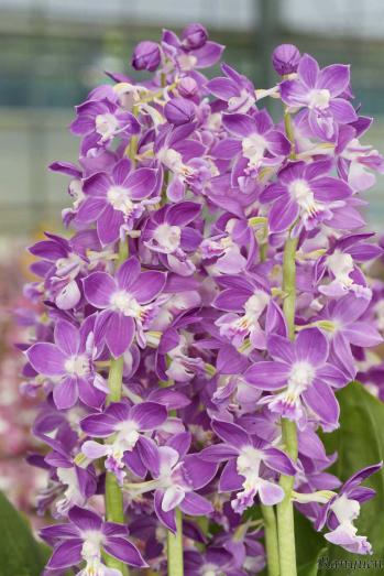 エビネ 蘭裕園 Ranyuen