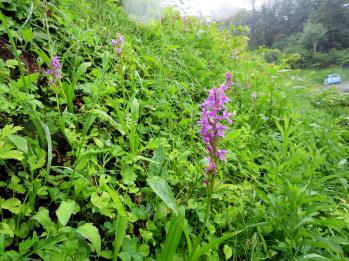 ハクサンチドリ 蘭裕園 Ranyuen