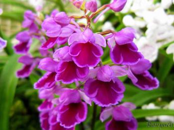 アワチドリ・夢ちどり 蘭裕園 Ranyuen