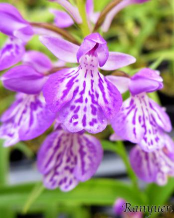 アワチドリ・夢ちどり 蘭裕園 Ranyuen