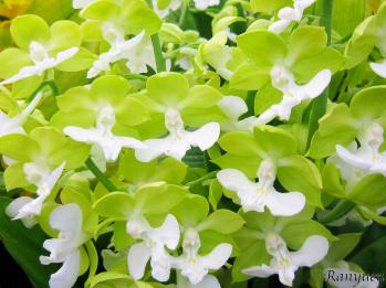 エビネ 蘭裕園 Ranyuen