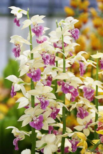 エビネ 蘭裕園 Ranyuen