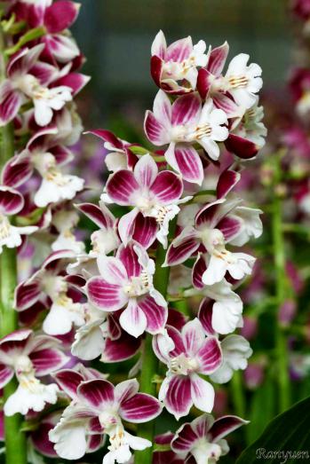 エビネ 蘭裕園 Ranyuen