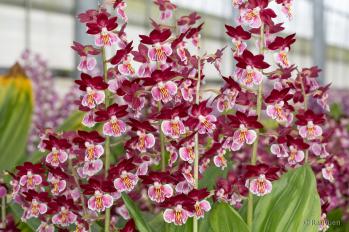 エビネ 蘭裕園 Ranyuen