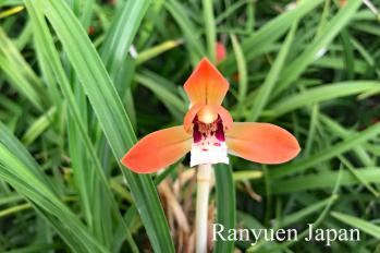 春蘭 蘭裕園 Ranyuen