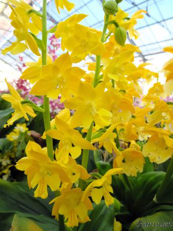 エビネ 蘭裕園 Ranyuen