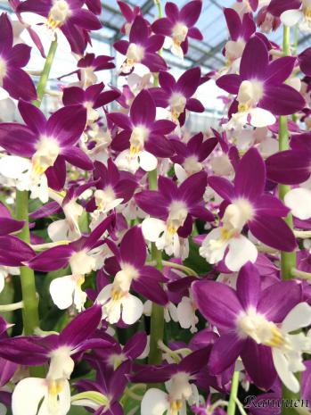 エビネ 蘭裕園 Ranyuen