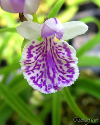 アワチドリ・夢ちどり 蘭裕園 Ranyuen