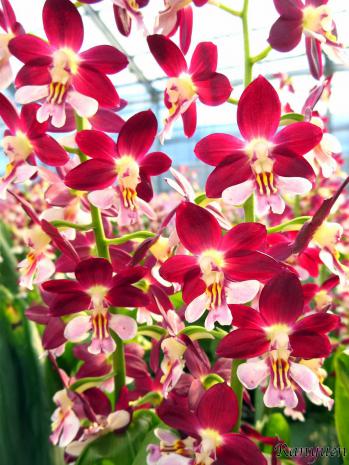 エビネ 蘭裕園 Ranyuen