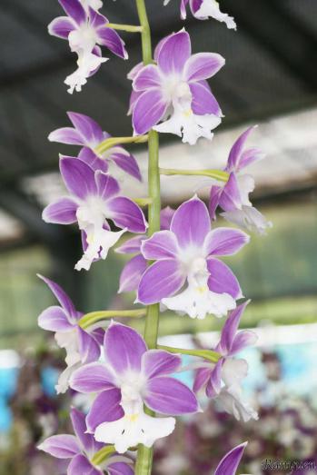 エビネ 蘭裕園 Ranyuen