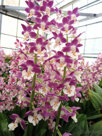 エビネ 蘭裕園 Ranyuen