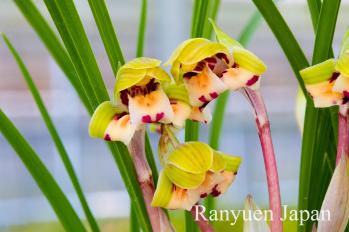 春蘭 蘭裕園 Ranyuen