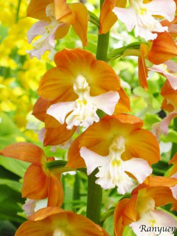 エビネ 蘭裕園 Ranyuen
