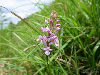 テガタチドリ 蘭裕園 Ranyuen
