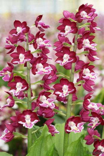 エビネ 蘭裕園 Ranyuen