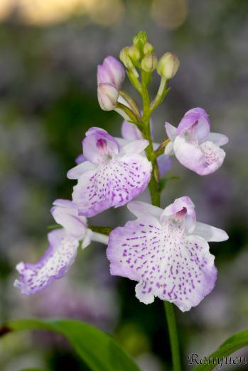 アワチドリ・夢ちどり 蘭裕園 Ranyuen