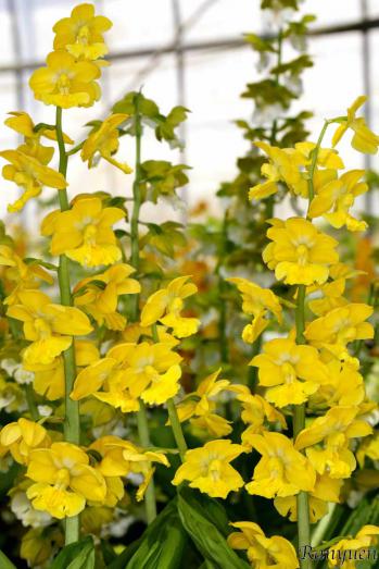 エビネ 蘭裕園 Ranyuen