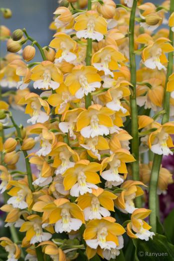 エビネ 蘭裕園 Ranyuen