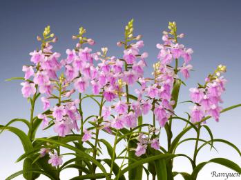 アワチドリ・夢ちどり 蘭裕園 Ranyuen