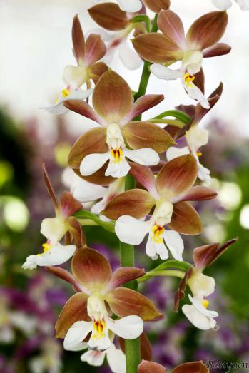 エビネ 蘭裕園 Ranyuen