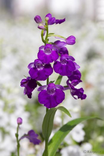 アワチドリ・夢ちどり 蘭裕園 Ranyuen