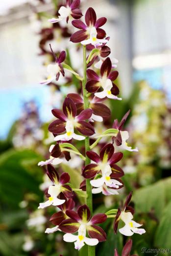 エビネ 蘭裕園 Ranyuen