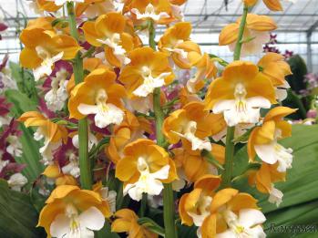 エビネ 蘭裕園 Ranyuen