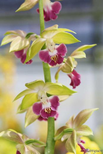 エビネ 蘭裕園 Ranyuen