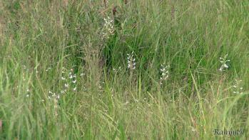 オオミズトンボ 蘭裕園 Ranyuen