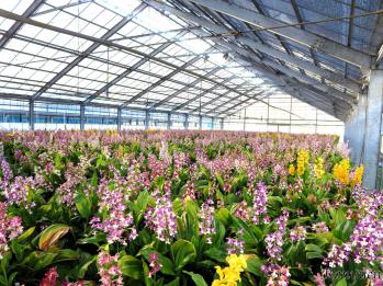 エビネ 蘭裕園 Ranyuen