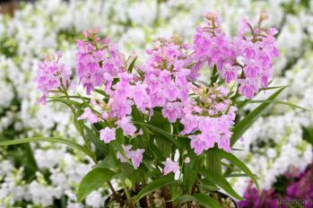 アワチドリ・夢ちどり 蘭裕園 Ranyuen