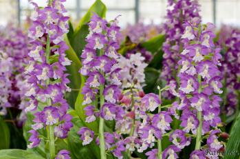 エビネ 蘭裕園 Ranyuen