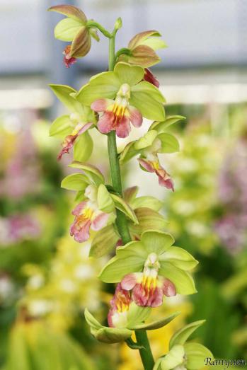 エビネ 蘭裕園 Ranyuen