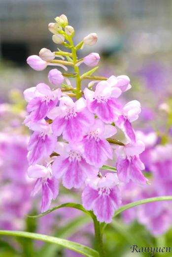 アワチドリ・夢ちどり 蘭裕園 Ranyuen