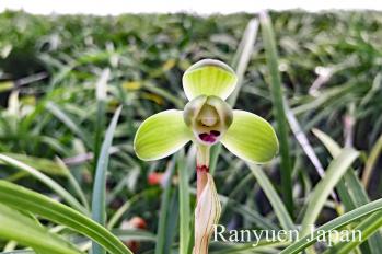 春蘭 蘭裕園 Ranyuen