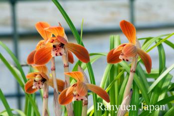 春蘭 蘭裕園 Ranyuen