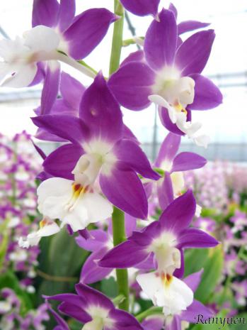 エビネ 蘭裕園 Ranyuen