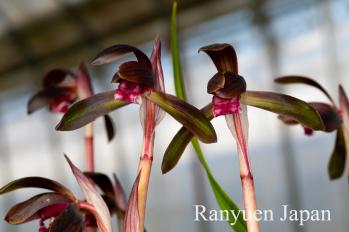 春蘭 蘭裕園 Ranyuen