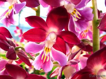 エビネ 蘭裕園 Ranyuen